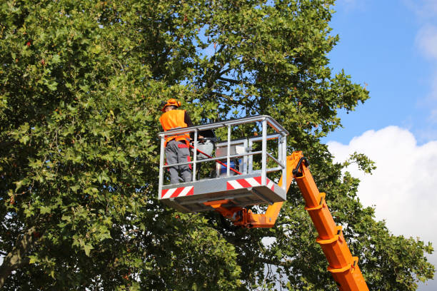 Best Grass Overseeding  in Lincoln, IL